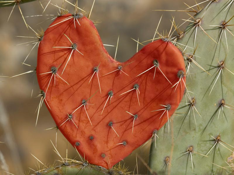 Prickly cactus shaped as red heart